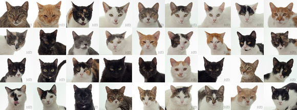 collage gatos